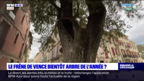 Un frêne de Vence participe au concours du plus bel arbre de l'année