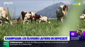 Sécheresse: l'inquiétude des éleveurs laitiers du Champsaur 