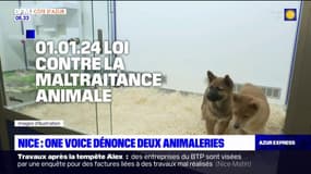Nice: l'association One Voice dénonce deux animaleries