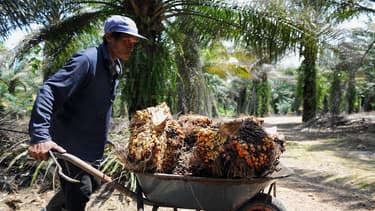 Sur une plantation de palmiers, en Malaisie.