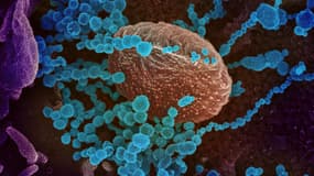 Le coronavirus au microscope 