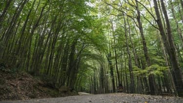 Pour chaque don de 2,70 euros un arbre sera planté