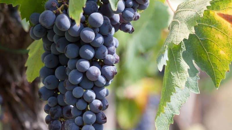 Les vendanges participatives se tiendront dans trois parcelles parisiennes 