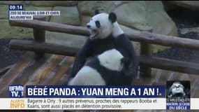 30 kg mais "extrêmement joueur et craquant". Le vétérinaire du bébé panda revient sur sa première année au zoo de Beauval