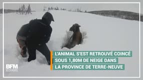 Bloqué dans la neige, cet élan a été sauvé par deux promeneurs au Canada