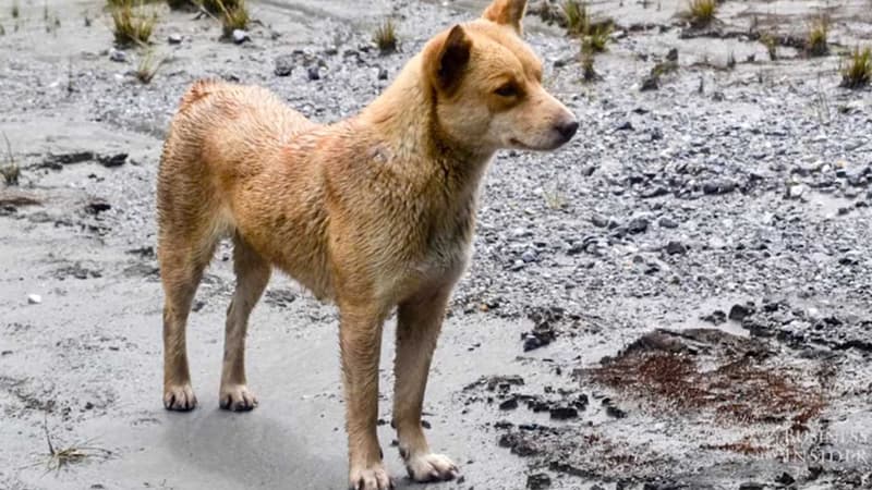 Un chien sauvage de Nouvelle-Guinée dans son milieu naturel.