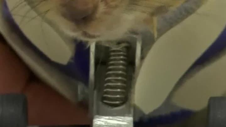 Un Ecureuil Sans Pattes Avant Decouvre Ses Nouvelles Roues