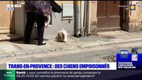 Var: des chiens empoisonnés à Trans-en-Provence