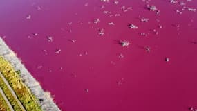 Une lagune vire au rose en Patagonie à cause de la pollution