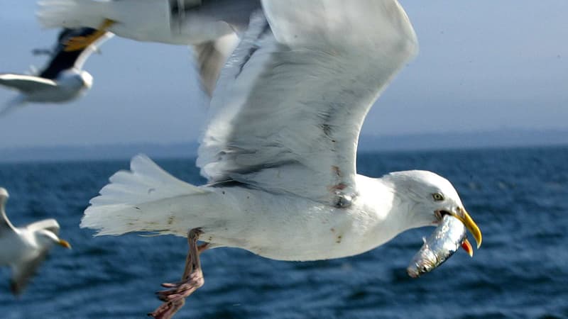 Les goélands s'attaquent aux assiettes des touristes des deux côtés de la Manche.
