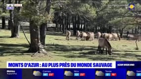 Azur & Riviera du samedi 1er avril 2023 - Monts d'Azur, au plus près du monde sauvage