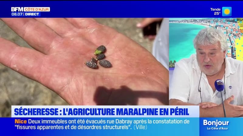 La canicule et l'absence de précipitations touchent de plein fouet l'agriculture azuréenne