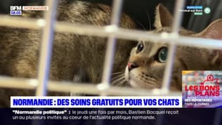 Les bons plans de BFM Normandie: des soins gratuits pour vos chats