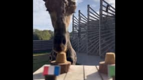 La girafe Obano pronostique France-Italie