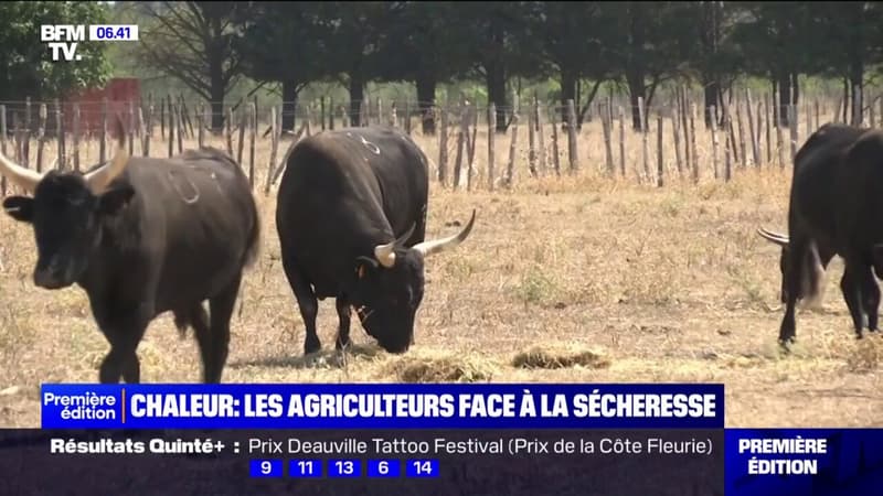 Les agriculteurs sont contraints de s'adapter à la sécheresse