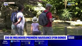 Zoo de Mulhouse: un bongo est né le 7 juillet dernier