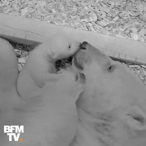 Il a ouvert ses yeux pour la première fois ! Le petit ours polaire du zoo de Berlin se porte très bien 