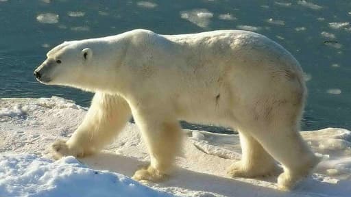 Un ours polaire au cape Churchill, Canada, un pays où il peut encore être chassé.
