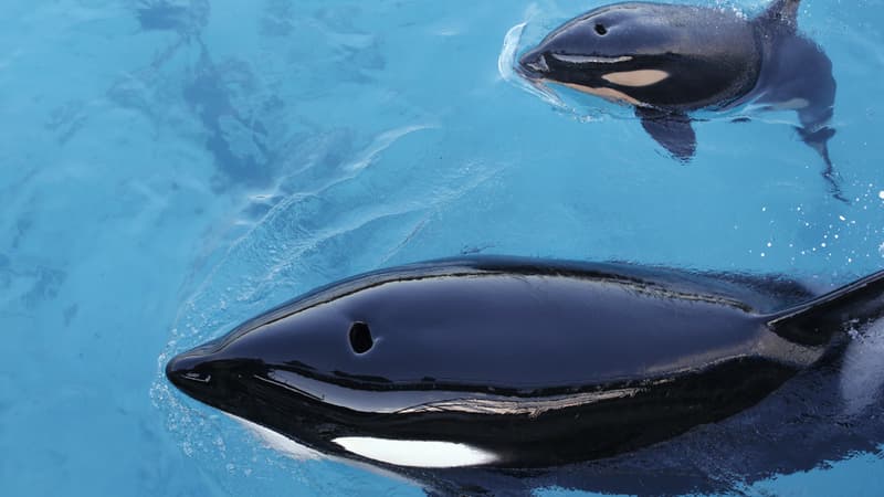 Des orques au Marineland d'Antibes, en 2013.