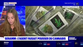 Marseille: un homme condamné pour avoir cultivé du cannabis et occupé un emploi fictif à la SERRAM
