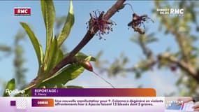 Météo : les arboriculteurs face au gel de printemps