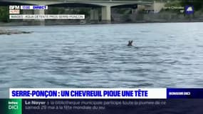 Hautes-Alpes: un chevreuil pique une tête dans le lac de Serre-Ponçon 