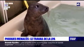 Calais: le travail de la Ligue protectrice des animaux pour préserver les phoques menacés