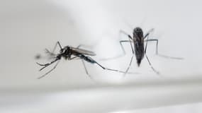 Le moustique-tigre est responsable de l'épidémie de Zika en Amérique latine.