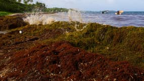 Les algues brunes envahissent le littoral, ici celui de Martinique.