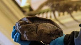 Le premier œuf fossile découvert en Antarctique, le plus gros œuf à coquille molle et le deuxième plus gros œuf jamais découvert