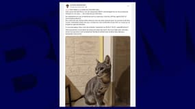 Le chat Yoko a disparu à la gare Part-Dieu à Lyon le 28 décembre 2024.