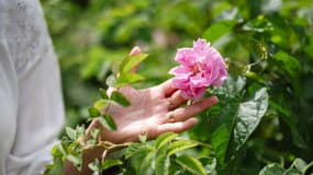 Un employé montre une rose Centifolia dans les jardins du Domaine de la Rose, propriété de Lancôme, située sur quatre hectares de champs cultivés en agriculture biologique, à Grasse, dans le sud de la France, le 26 mai 2025.