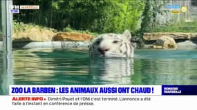 Canicule dans les Bouches-du-Rhône: les animaux du zoo de la Barben protégés 