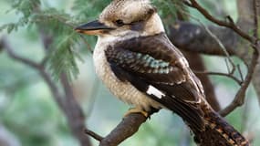 Un kookaburra