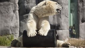 L'ourse polaire devait être transférée en Angleterre pour son climat plus frais et plus adapté. 