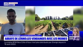 Alpes-Maritimes: dernier jour de vendanges pour les moines à l'abbaye de Lérins