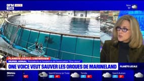 Reproduction forcée, séparation… l'avenir des orques de Marineland après leur transfert au Japon