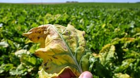 Un agriculteur montre une feuille de betterave, infectée par le virus de la jaunisse de la betterave, dans une ferme à Oye-Plage, dans le Pas-de-Calais, le 4 août 2020