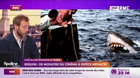 Requin : de monstre du cinéma à espèce menacée