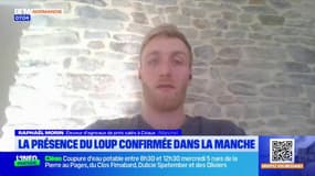 Manche: la présence d'un loup confirmé