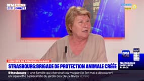 Strasbourg: création d'une brigade de protection animale 