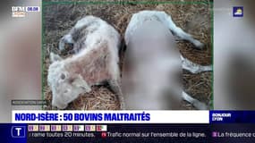 Nord-Isère: une cinquantaine de bovins maltraités retirés d'une ferme 