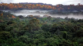 Photo de la forêt guyanaise prise dans les environs du village de Saül, en Guyane, le 4 mars 2007. (Photo d'illustration)