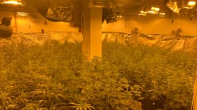 Plus de 600 plants de cannabis ont été découverts par la douane dans la Meuse le 9 avril 2025.