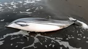Un dauphin échoué sur une plage. (Photo d'illustration)