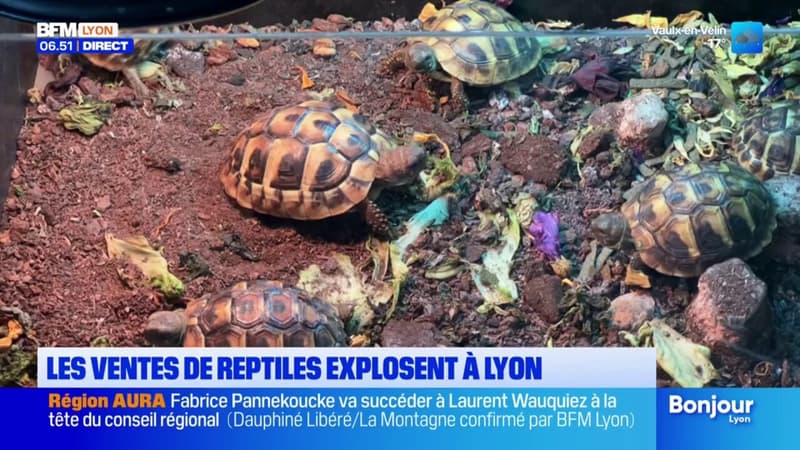 Lyon: les ventes de reptiles explosent (1/1)