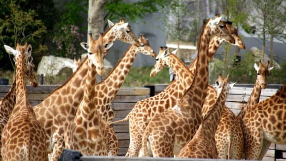 Les girafes du zoo de Vincennes, dans leur enclos. Les girafes du zoo de Vincennes, dans leur enclos.