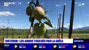 Sisteron: les pommiers des arboriculteurs touchés par la grêle 