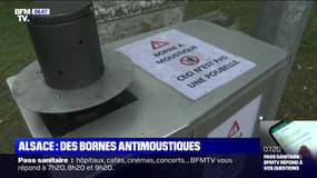 En Alsace, La Wantzenau installe des bornes antimoustiques pour contrer ces insectes