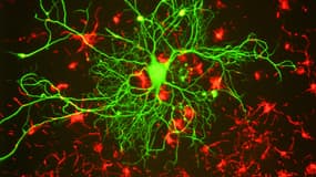 Un neurone de rat isolé (photo d'illustration).